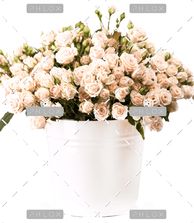 demo-attachment-157-bunch-of-creamy-roses-in-a-bucket-over-white-PLJ554Y-e1585206356671